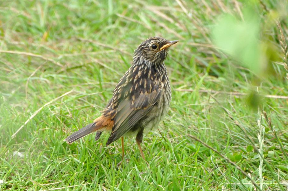 vogeltje op Ameland